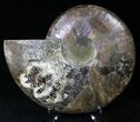 Cut Ammonite Fossil (Half) - Agatized #21799-1